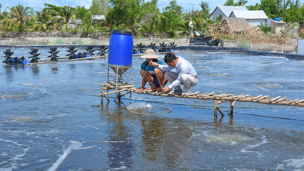 nuôi tôm nước lợ