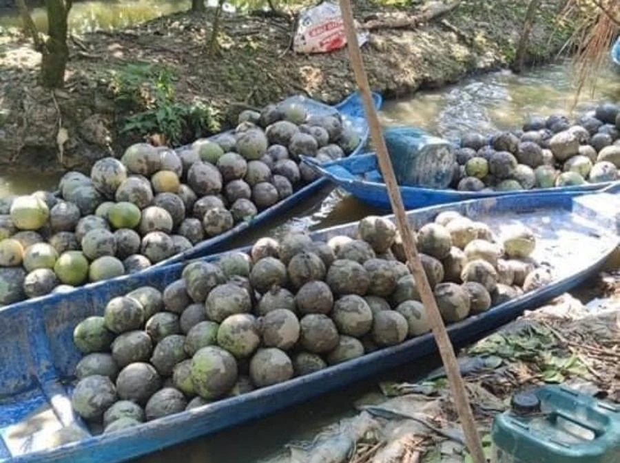 thương lái thuê người nhấn 1.590 kg bưởi của chủ vườn xuống ao