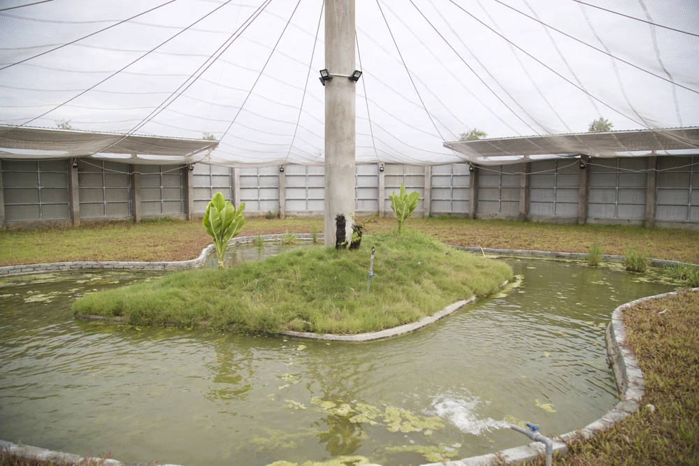 sếu đầu đỏ vườn quốc gia tràm chim