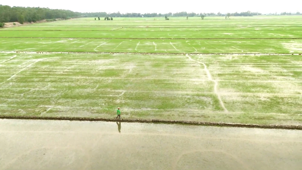 sử dụng phân bón, thuốc bảo vệ thực vật an toàn