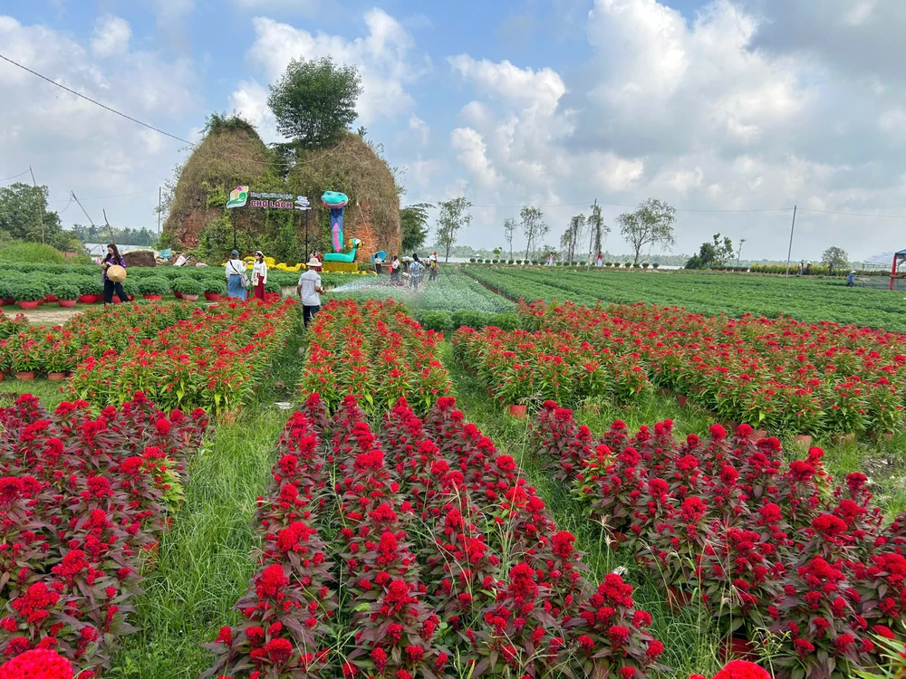 Hoa - Kiểng Chợ Lách