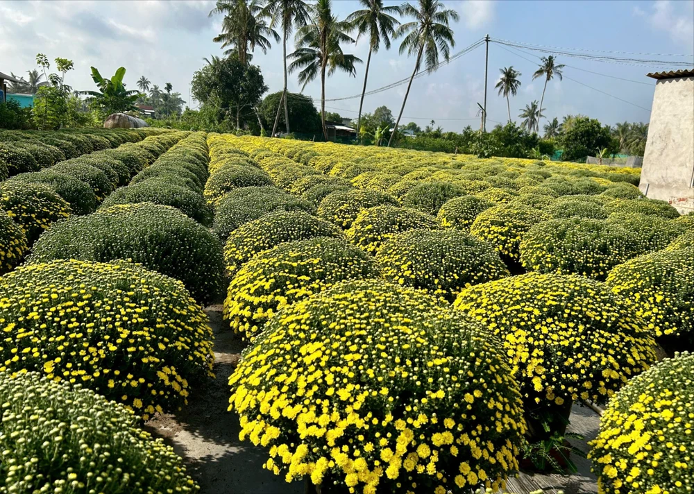 Hoa - Kiểng Chợ Lách