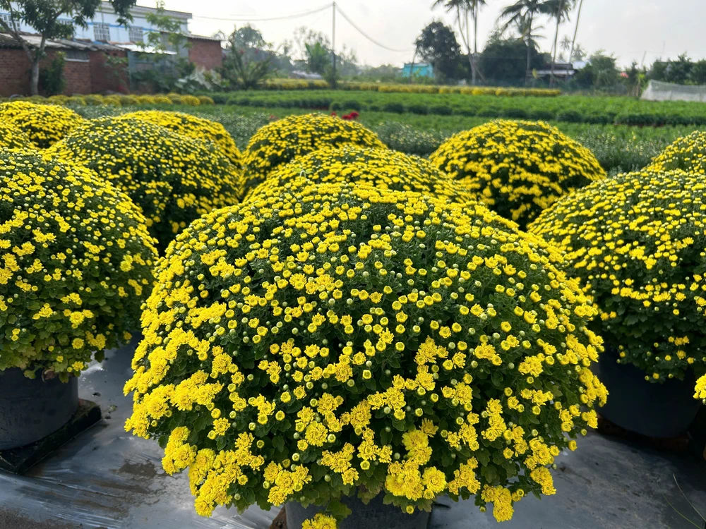 Hoa - Kiểng Chợ Lách