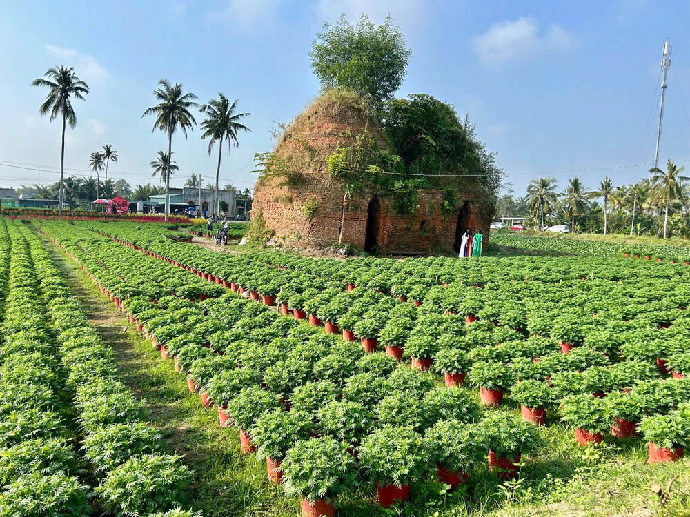 Hoa - Kiểng Chợ Lách