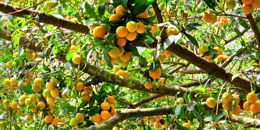 món ăn từ thanh trà vĩnh long