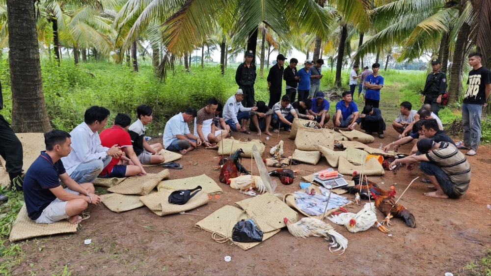 triệt phá trường gà