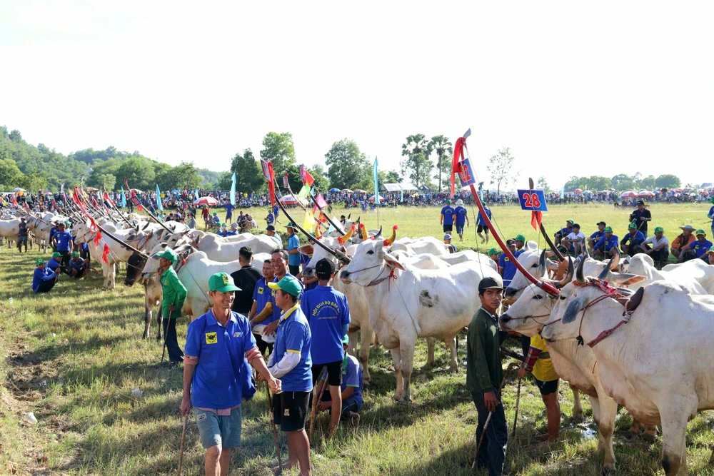 đua bò bảy núi,an giang