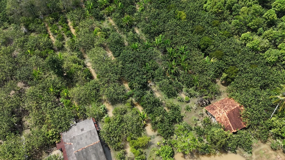 vỡ đê,triều cường,vĩnh long,lũ đầu nguồn