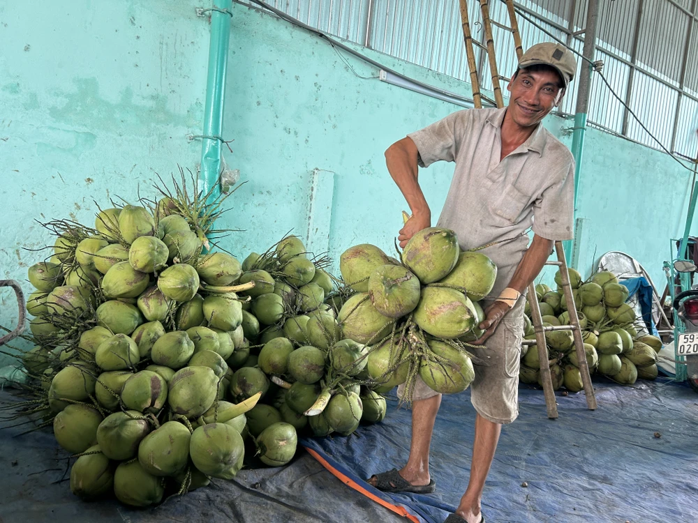 dừa,dừa sáp,vĩnh long,canh tác xanh