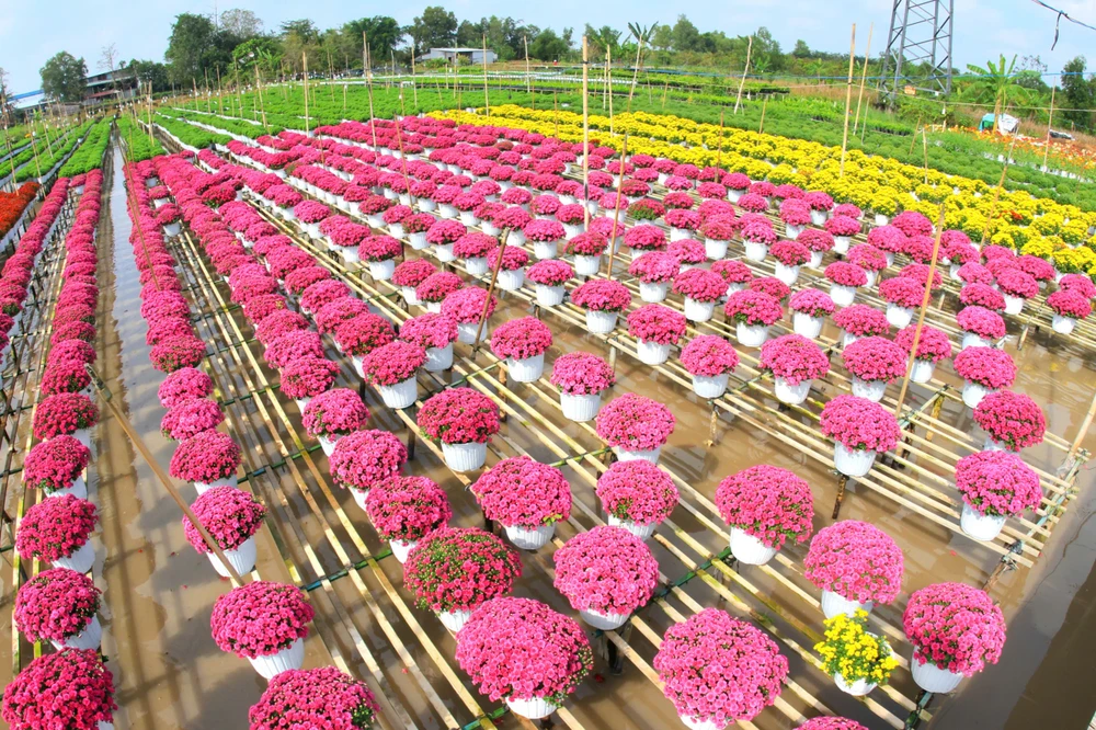 Festival Hoa – Kiểng Sa Đéc