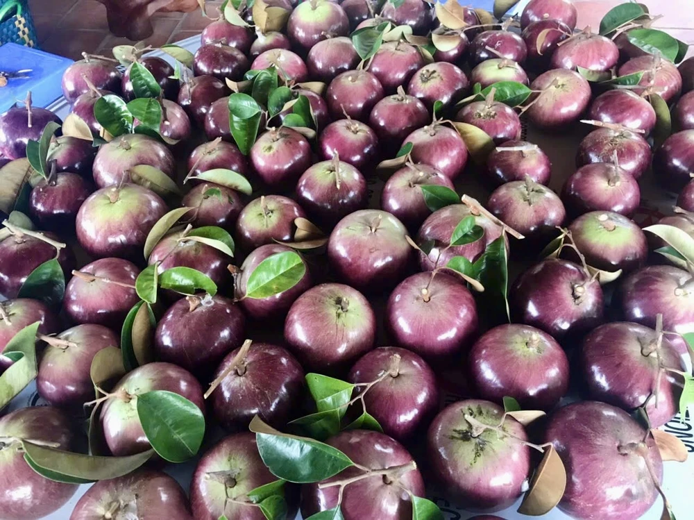 giống vú sữa có thể ăn được cả vỏ.