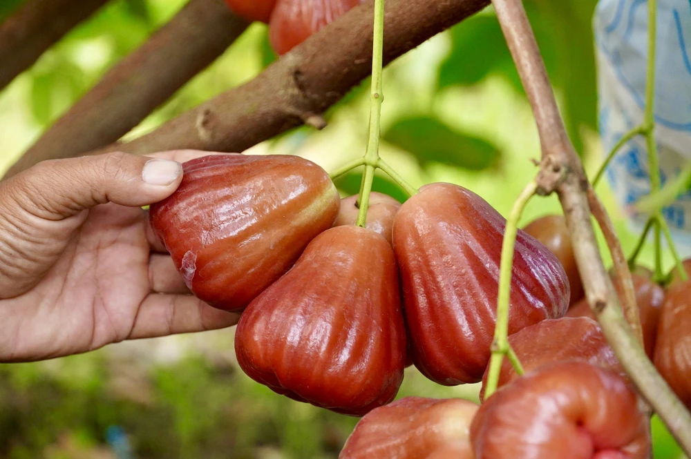 cần thơ,nông dân,mận hồng sân tiên,nhãn ido,mận an phước,xâm nhập mặn,truy xuất nguồn gốc