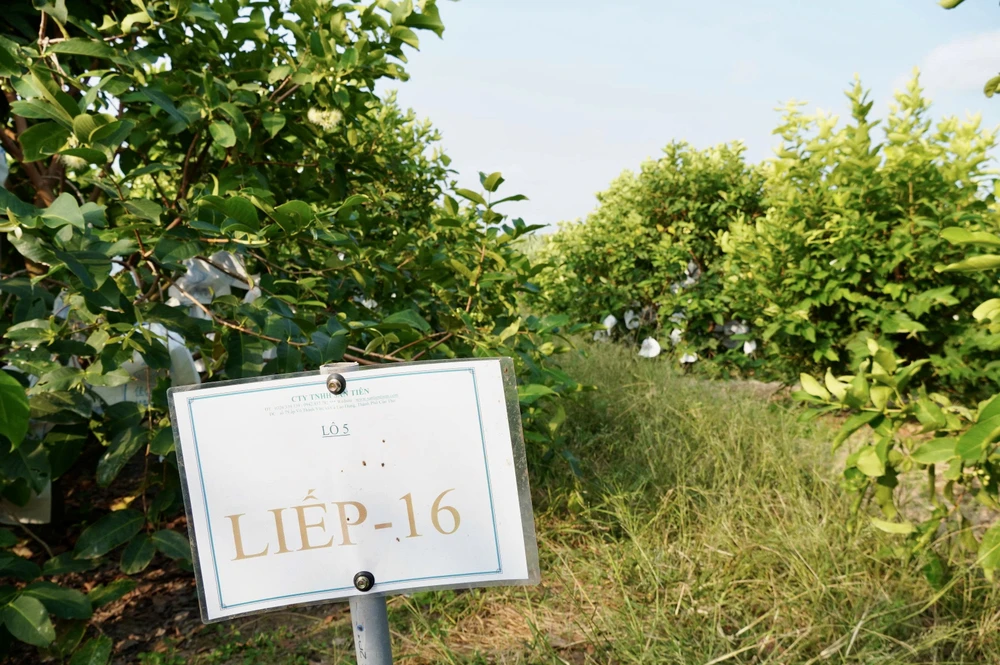 cần thơ,nông dân,mận hồng sân tiên,nhãn ido,mận an phước,xâm nhập mặn,truy xuất nguồn gốc