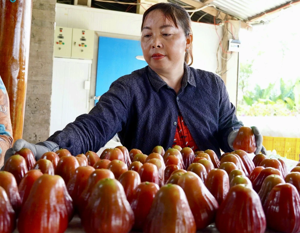 cần thơ,nông dân,mận hồng sân tiên,nhãn ido,mận an phước,xâm nhập mặn,truy xuất nguồn gốc