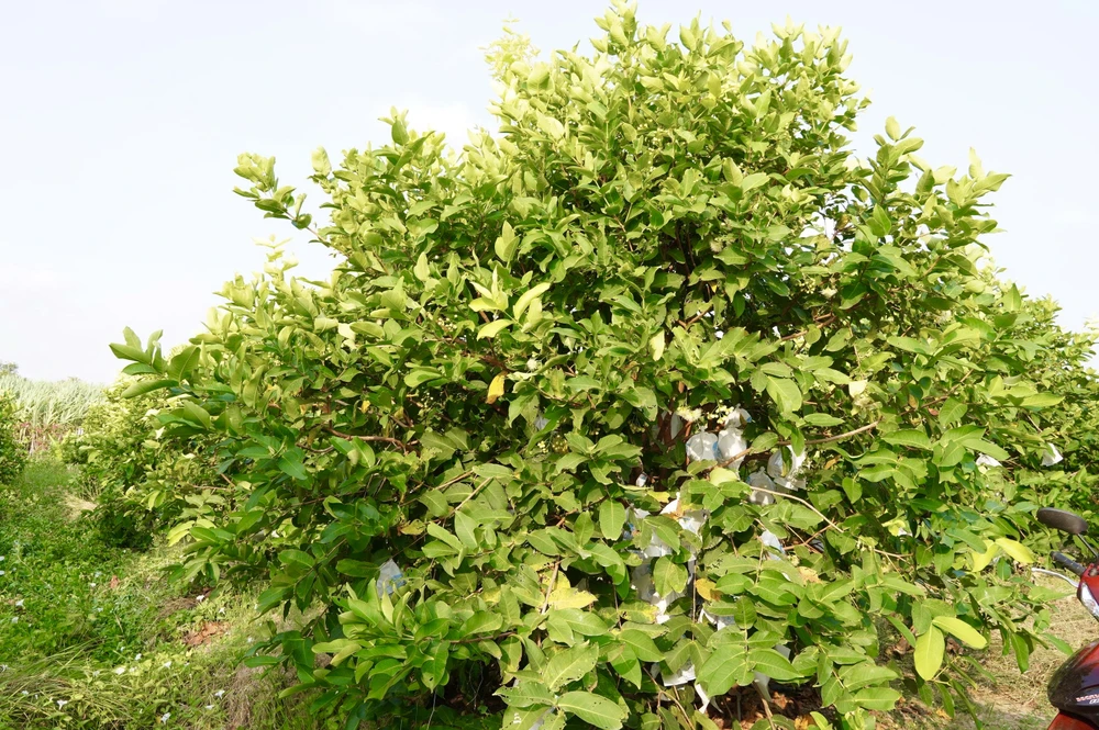 cần thơ,nông dân,mận hồng sân tiên,nhãn ido,mận an phước,xâm nhập mặn,truy xuất nguồn gốc