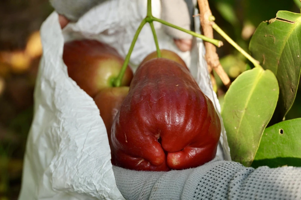 cần thơ,nông dân,mận hồng sân tiên,nhãn ido,mận an phước,xâm nhập mặn,truy xuất nguồn gốc