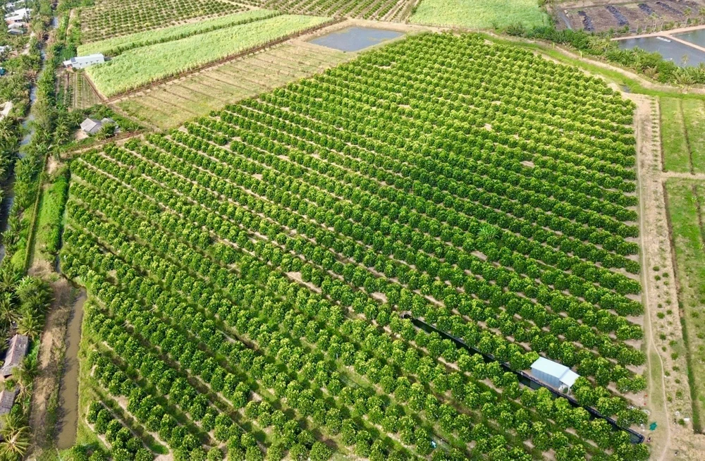 cần thơ,nông dân,mận hồng sân tiên,nhãn ido,mận an phước,xâm nhập mặn,truy xuất nguồn gốc
