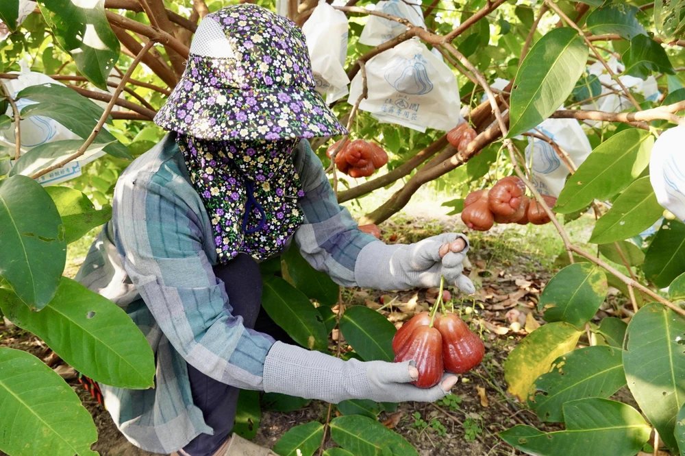 cần thơ,nông dân,mận hồng sân tiên,nhãn ido,mận an phước,xâm nhập mặn,truy xuất nguồn gốc