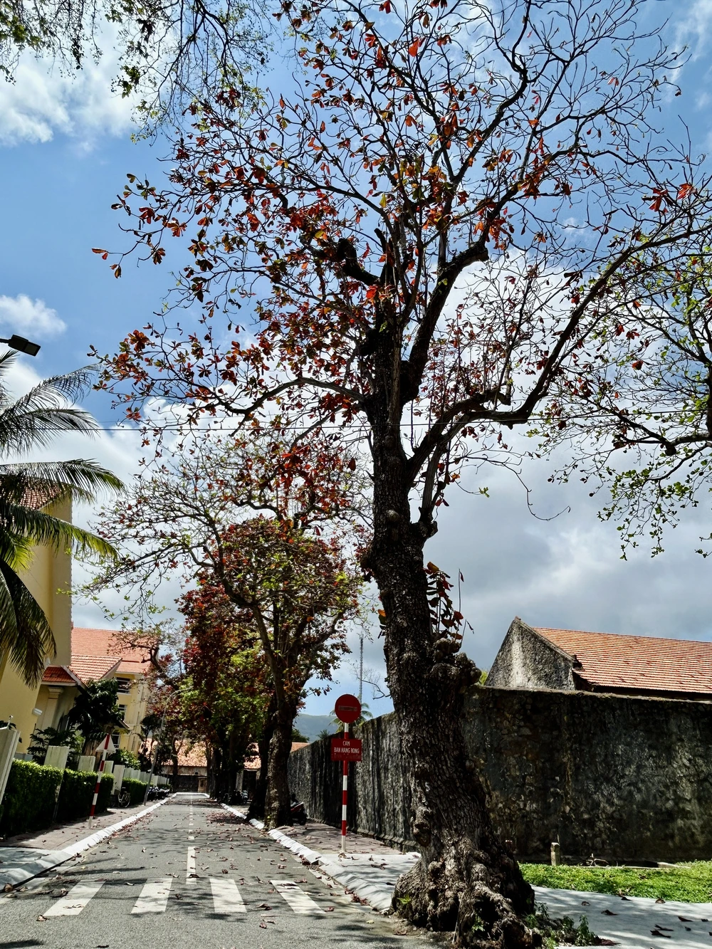 côn đảo,bàng cổ thụ,mùa thay lá