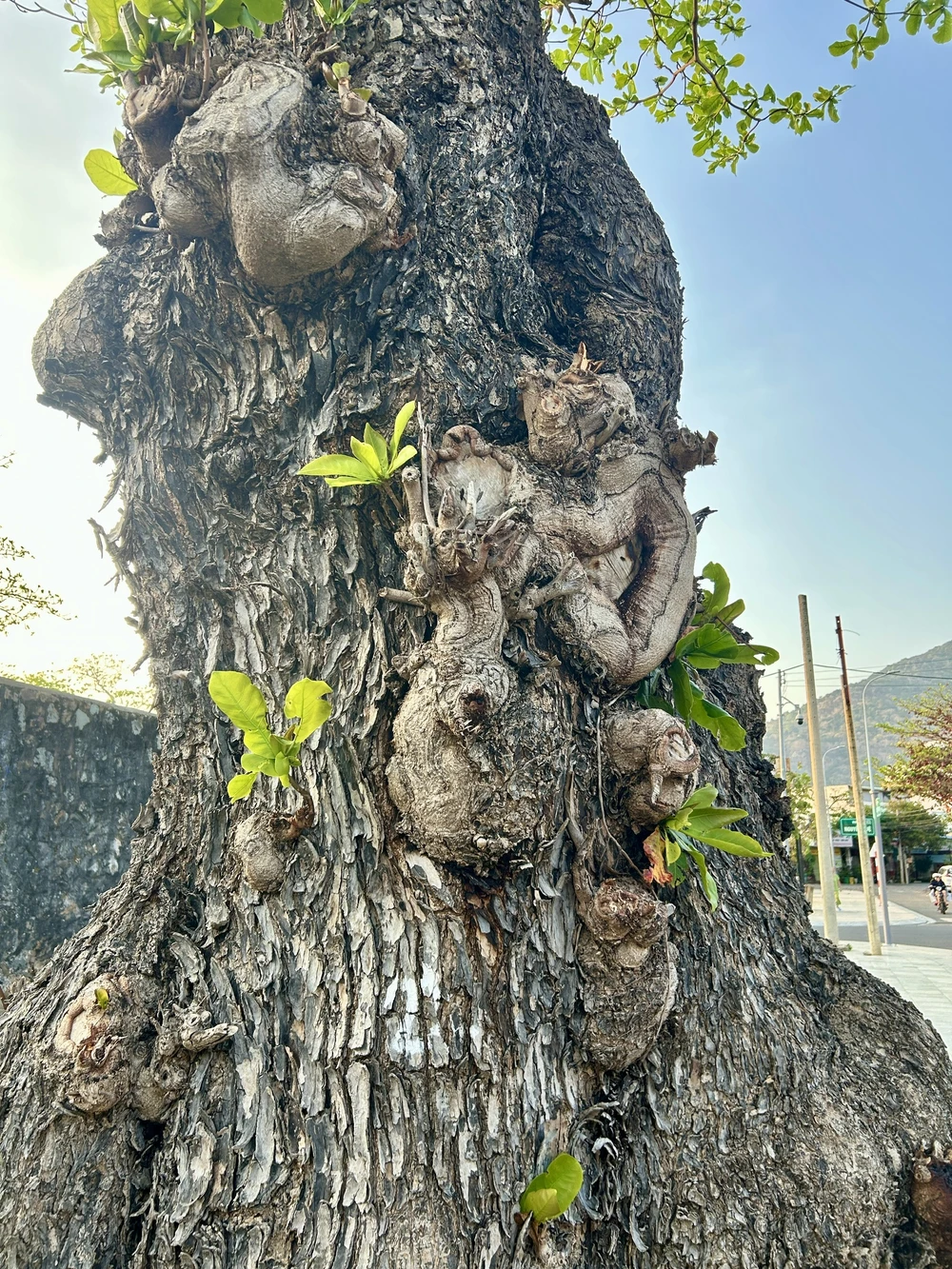 côn đảo,bàng cổ thụ,mùa thay lá