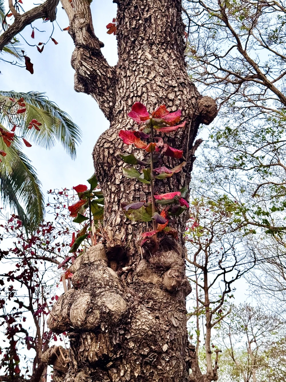 côn đảo,bàng cổ thụ,mùa thay lá