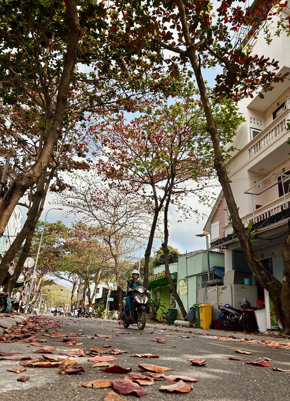 côn đảo,bàng cổ thụ,mùa thay lá