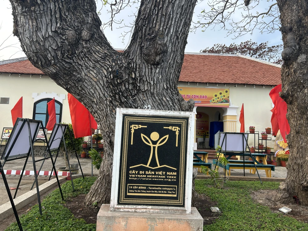 côn đảo,bàng cổ thụ,mùa thay lá