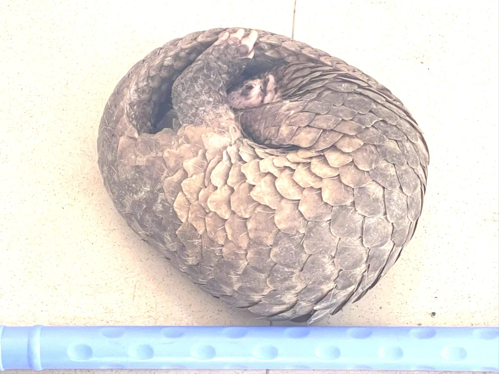 tê tê,động vật hoang dã,khu dân cư, cần thơ