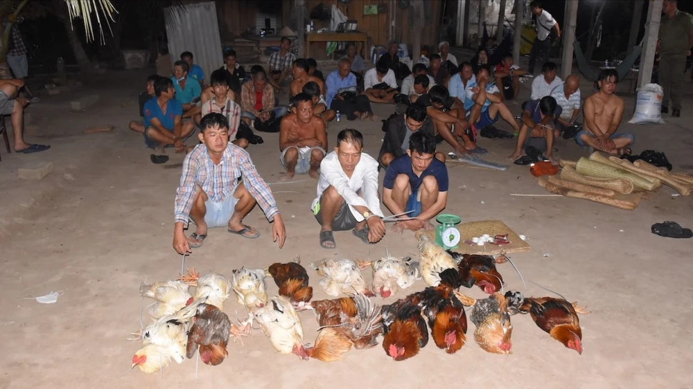 35 người tụ tập đá gà ăn tiền bị Công an tỉnh Đồng Tháp bắt quả tang. tụ điểm đánh bạc,đá gà,đồng tháp
