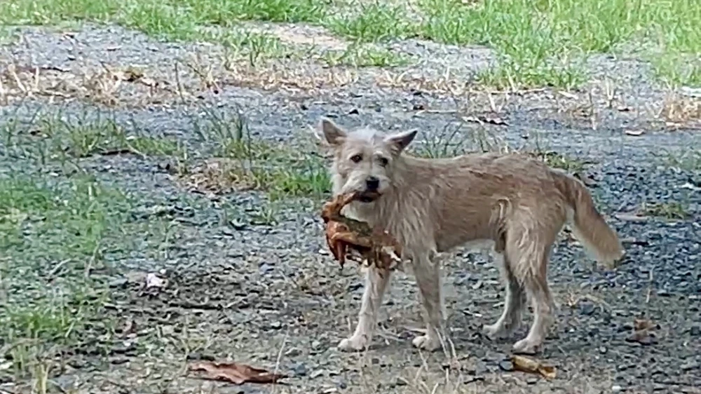 bệnh dại,đồng tháp,bán thịt chó