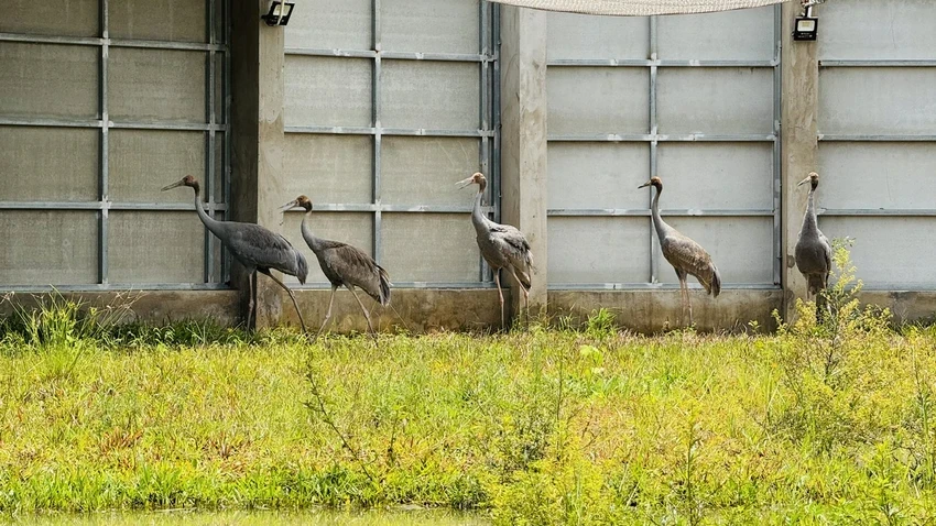 đồng tháp,sếu đầu đỏ,Vườn Quốc gia Tràm Chim,khu Ramsar