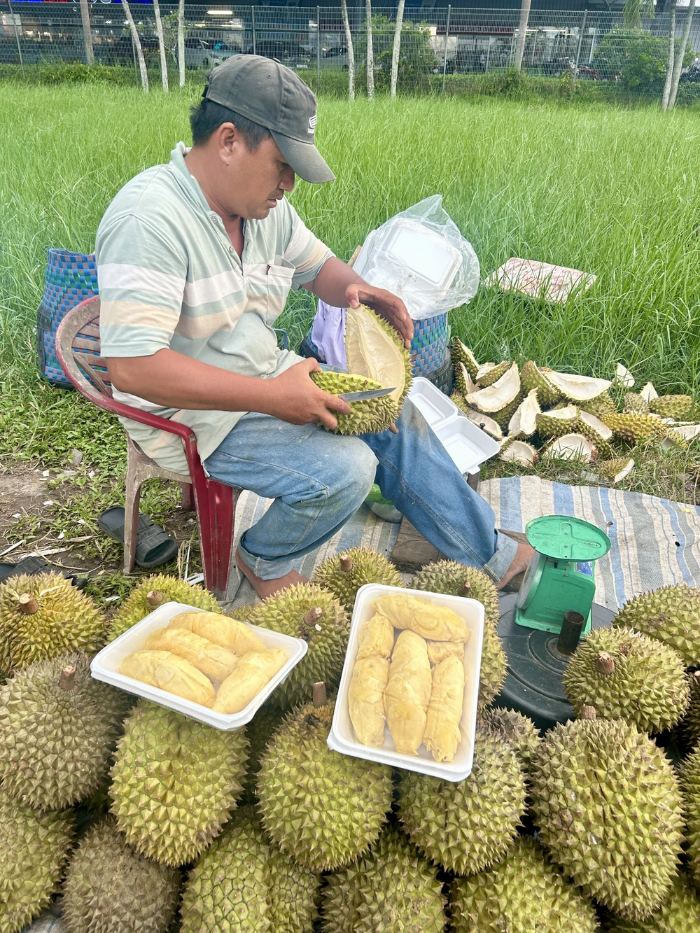 sầu riêng,kiểm nghiệm,cadimi,chất o vàng