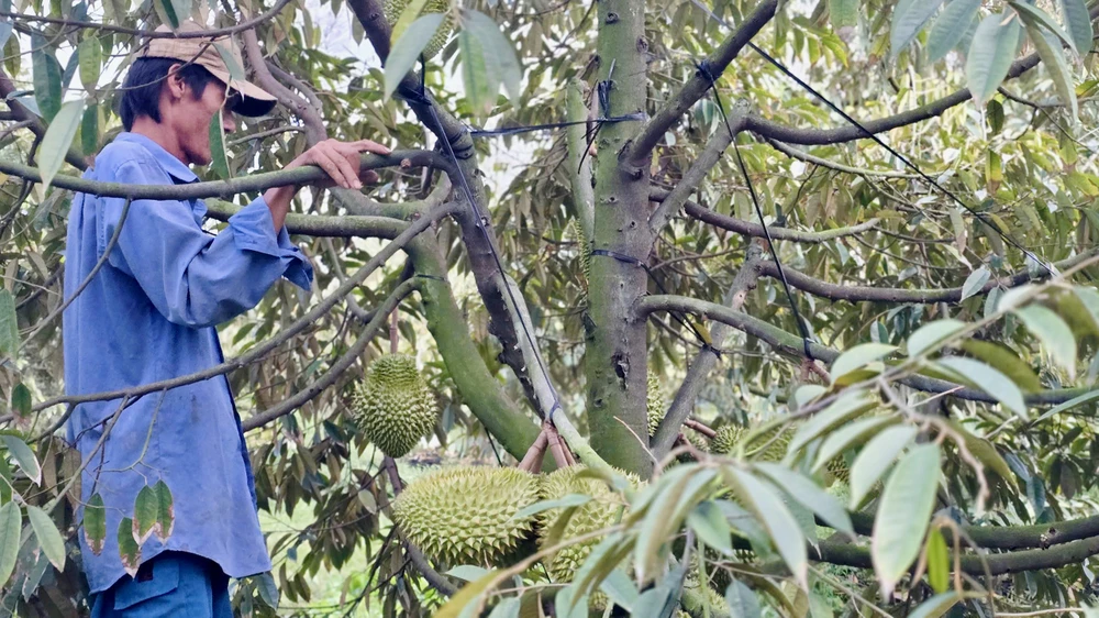 sầu riêng,kiểm nghiệm,cadimi,chất o vàng