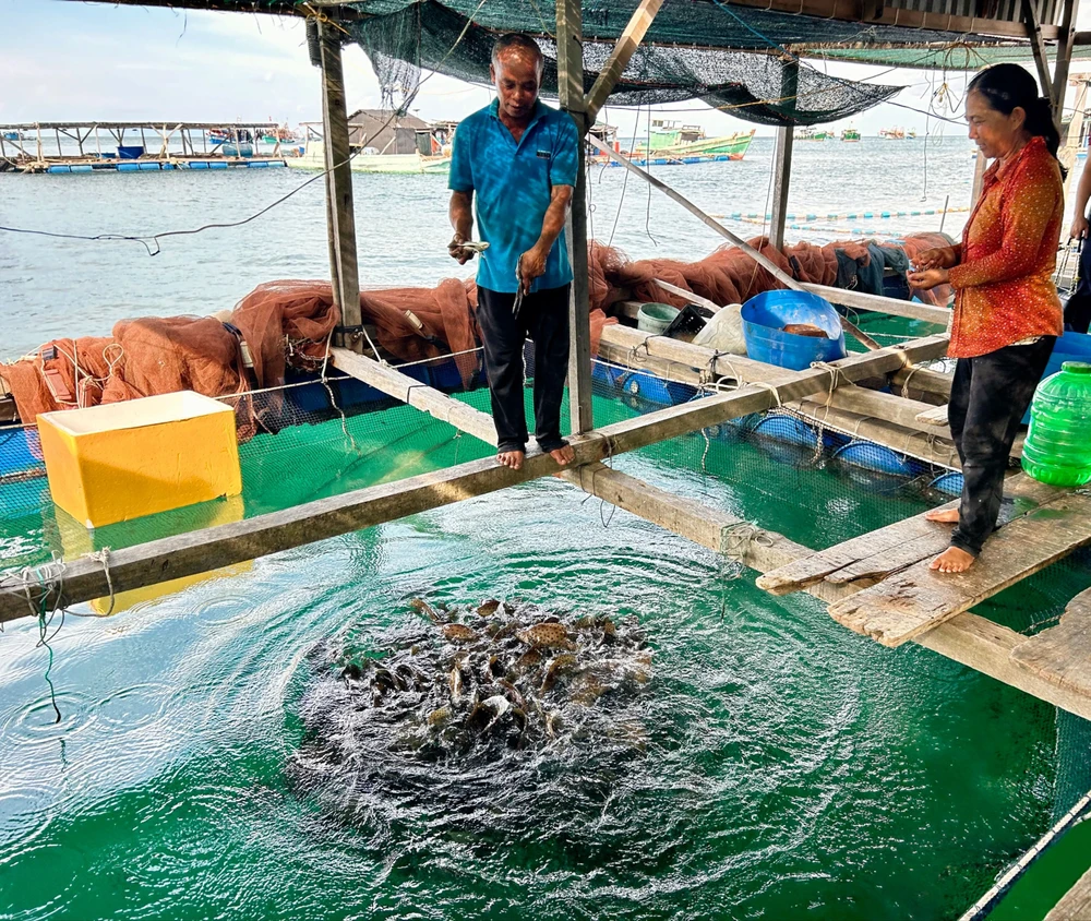 Nhờ vào nghề nuôi cá lồng bè giữa biển mà vợ chồng Hoa lo cho 4 người con ăn học thành tài, nhà cửa khang trang ở đất liền