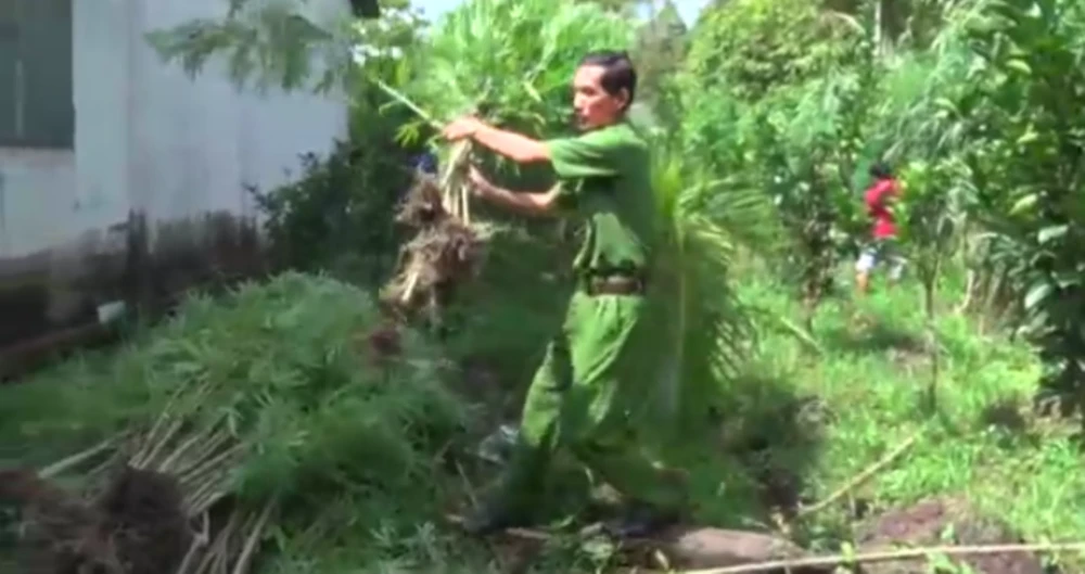 Phát hiện vườn cần sa 150 m2 ở Vĩnh Long ảnh 1