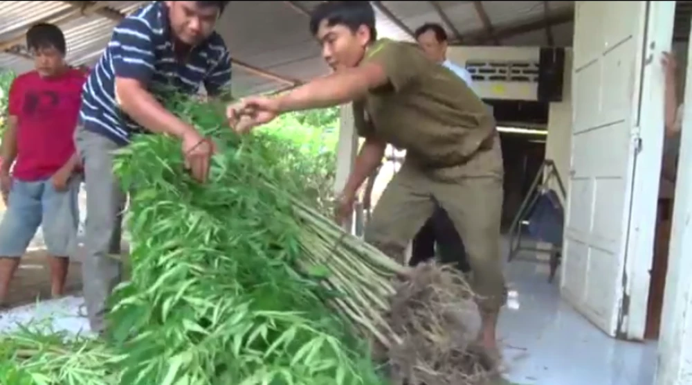 Phát hiện vườn cần sa 150 m2 ở Vĩnh Long ảnh 2