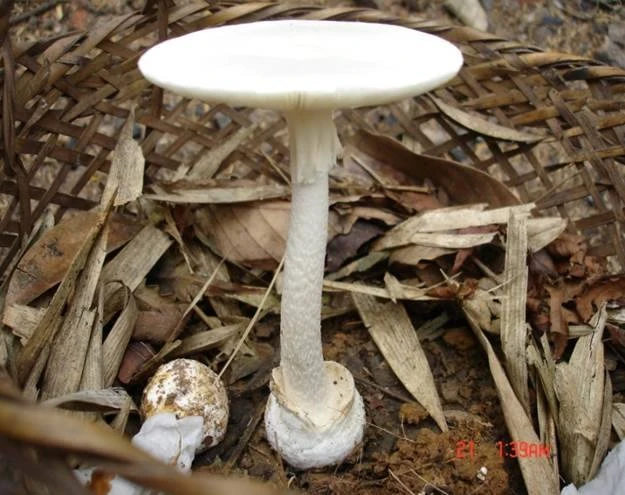 Ngộ độc nấm và cách xử trí ảnh 5