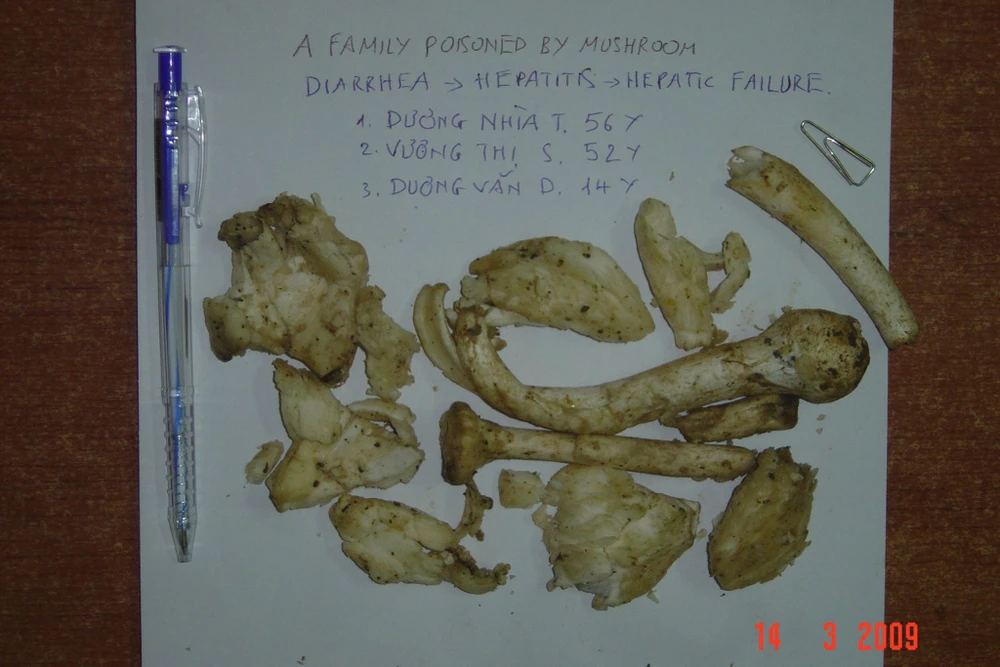 Ngộ độc nấm và cách xử trí ảnh 2
