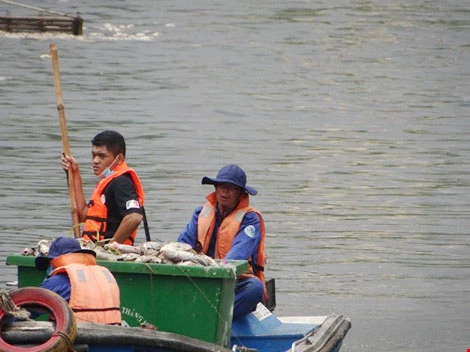 UBND TP chỉ đạo khắc phục tình trạng cá chết ở kênh Nhiêu Lộc ảnh 2