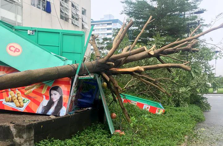 TP.HCM: Nhiều nơi thiệt hại nặng bởi cơn “cuồng phong” ảnh 2