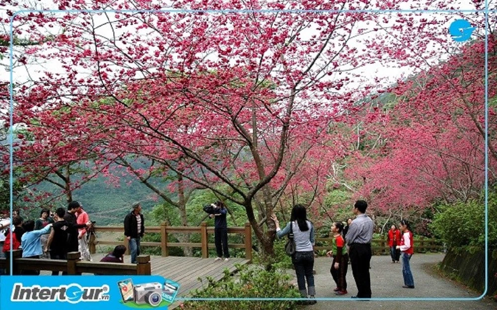 Một góc xinh đẹp mùa hoa anh đào tại Yangmingshan