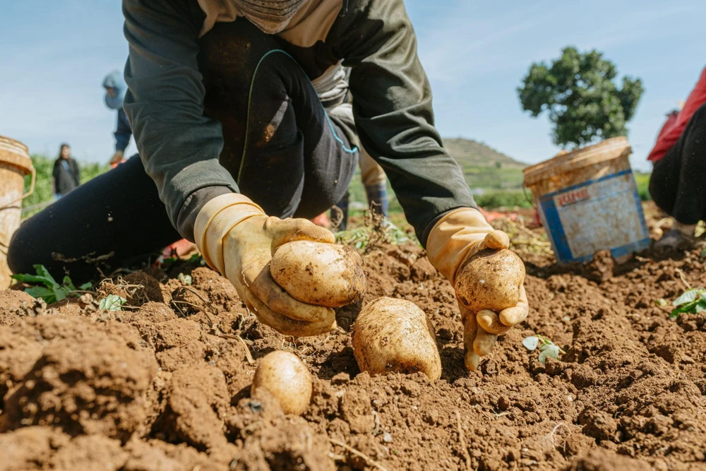 Bánh khoai tây nổi tiếng Việt Nam và hành trình đầy ý nghĩa