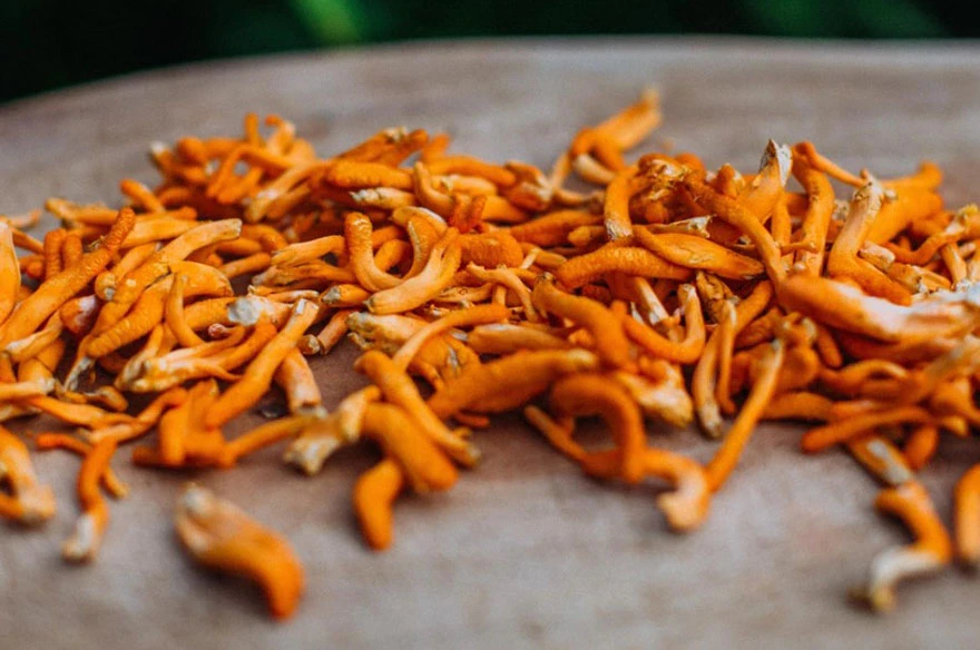 Đông trùng hạ thảo tươi hay khô tốt hơn? Nên mua ở đâu?