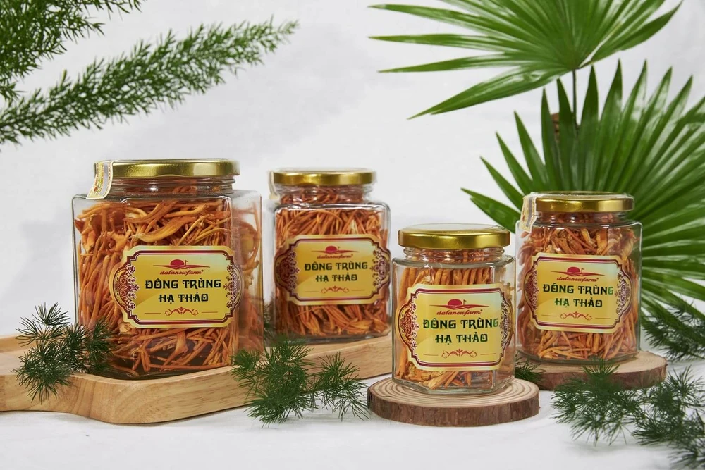 Đông trùng hạ thảo tươi hay khô tốt hơn? Nên mua ở đâu?