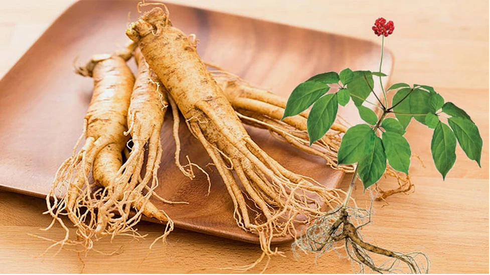 Đạt Food: Cửa hàng bán hồng sâm chính hãng, uy tín