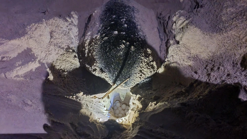 Rùa đẻ trứng tại bãi cát thuộc VQG Côn Đảo-Ảnh: HS