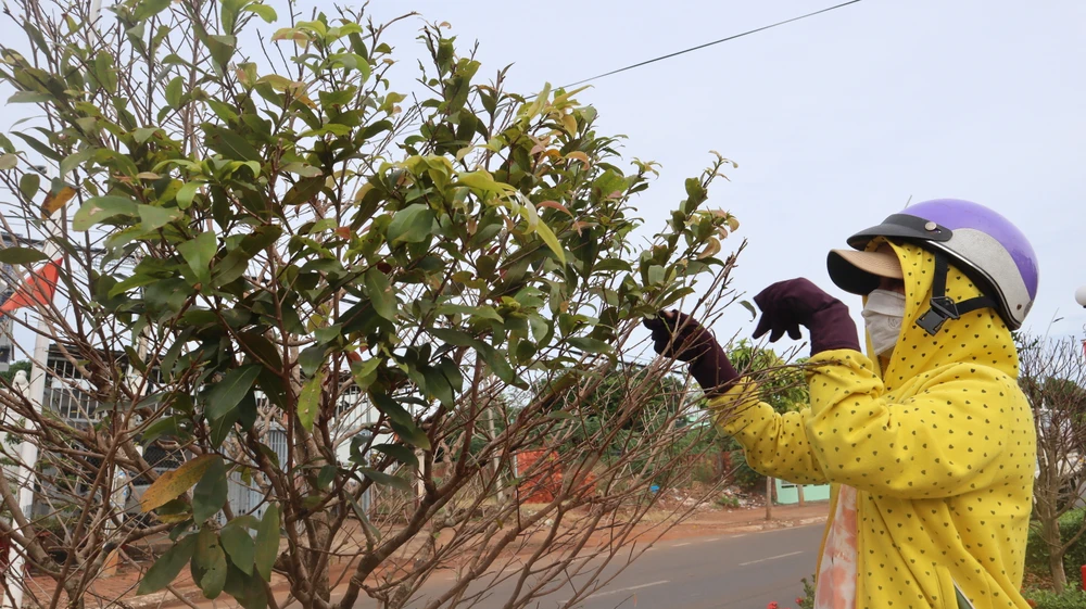 Cung đường mai độc đáo nhất Bà Rịa-Vũng Tàu vào mùa lặt lá ảnh 1