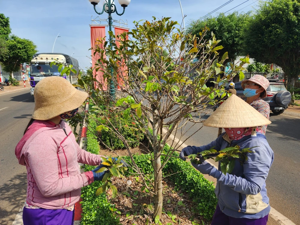 Mai lặt lá xong sẽ tiếp tục được chăm sóc để nở hoa đúng dịp cận Tết. Ảnh: TK