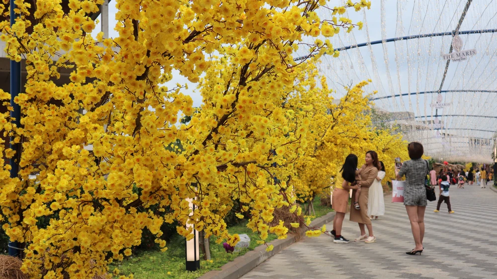 Du khách chụp hình bên đường hoa mai tại Phố Ông Đồ. Ảnh: TK