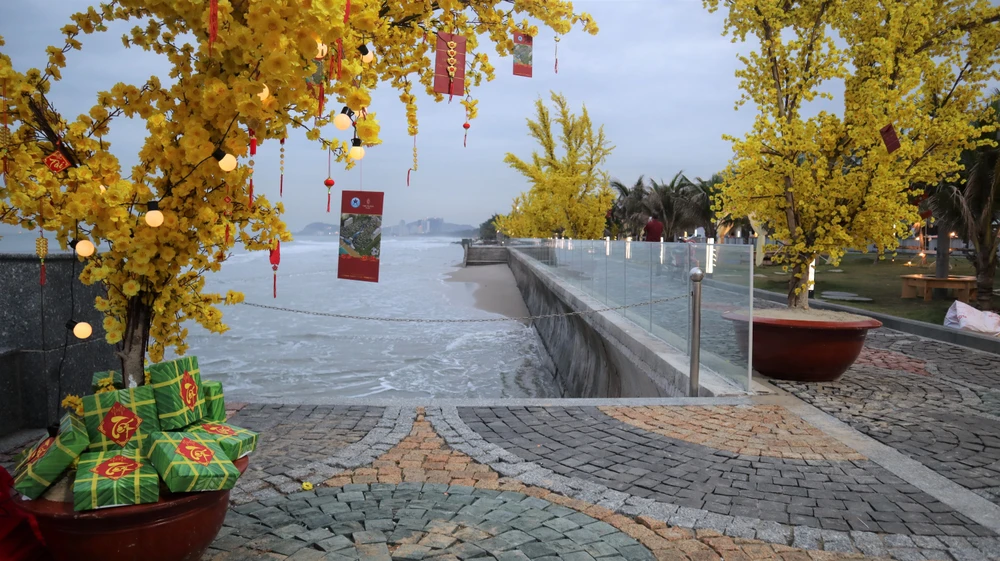 Không gian đẹp với bánh chưng, hoa mai bên bờ biển Vũng Tàu. Ảnh:TK